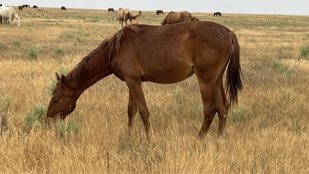 Жеребец, кунан, тай, айгыр, ат, лошадь