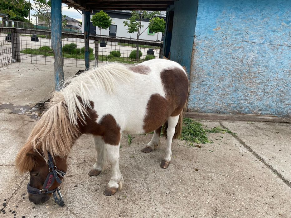 Vand ponei femelă, culoare deosebită, blândă