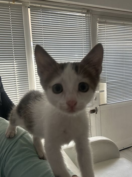 Подарявам коте Спешно!!!