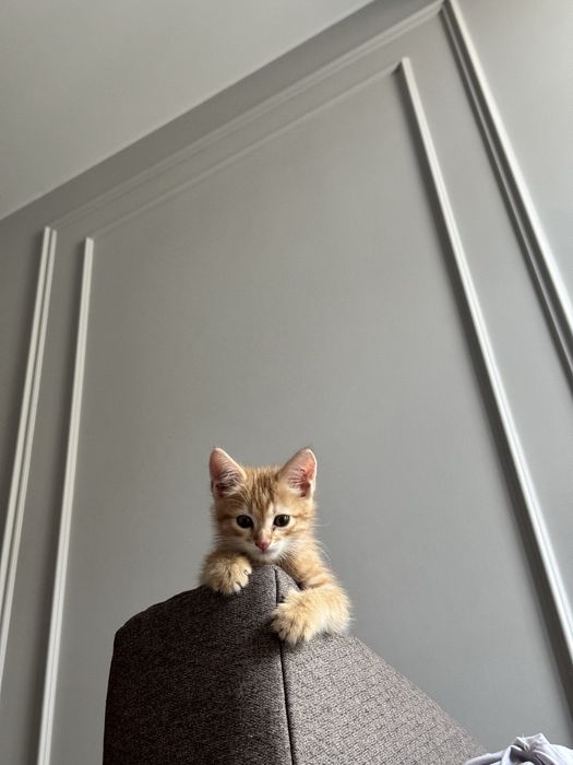 Рыжий котенок 4 месяца ,харизматичный мальчик