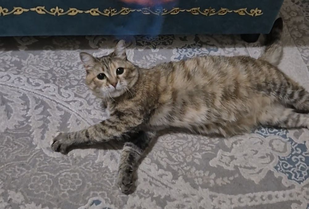 Ищу кошке свой дом