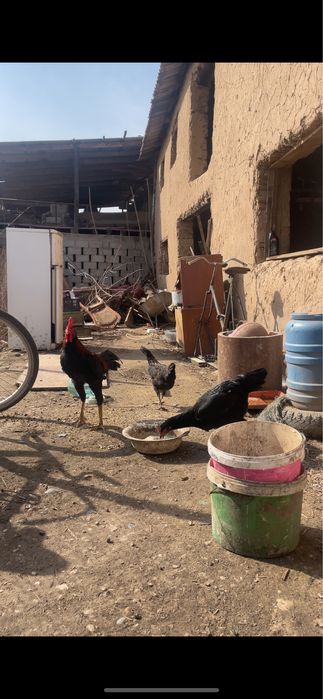 Дакан чолпан сатлады август