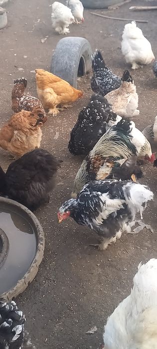 Продам инкубационное яйцо