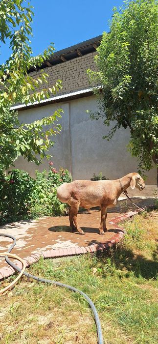 Кочкор сотилади Арашан порода