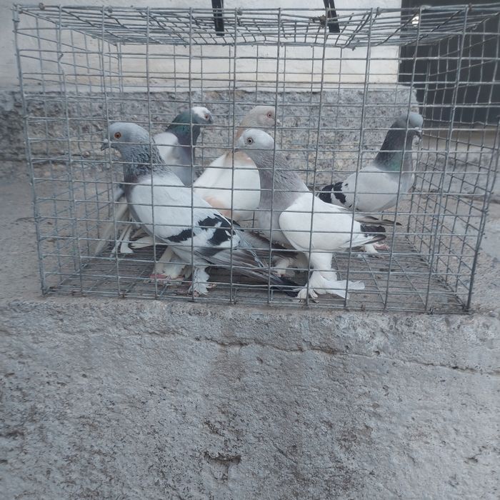 Такла лет игра тяга сталбавой разные