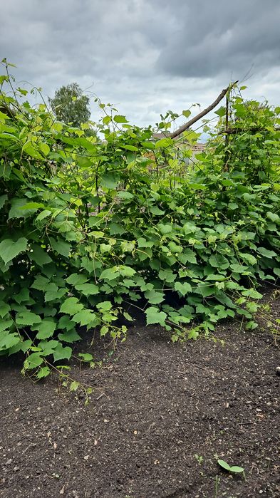 Продам или обменяю на авто дачу в с/о им. Мичурина.