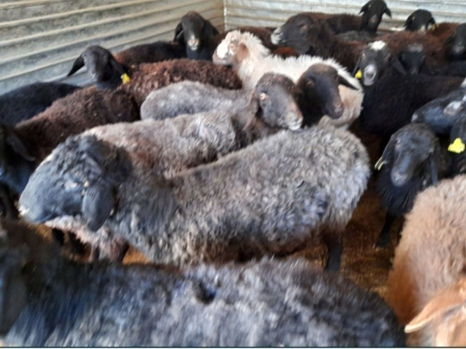 Кои токты бар сатылатын