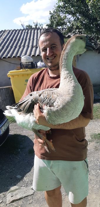 Ouă gâscă Chinezească lebădă!