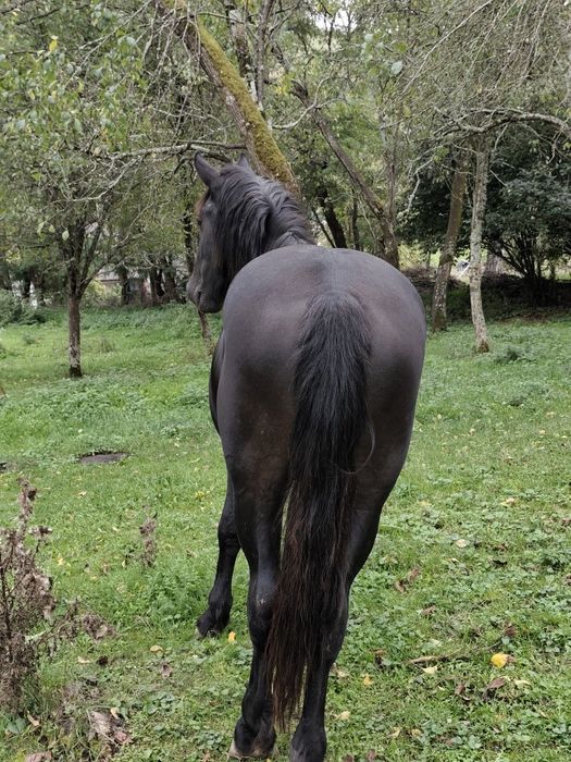 Vând mânz de 2 anii metis de frizian