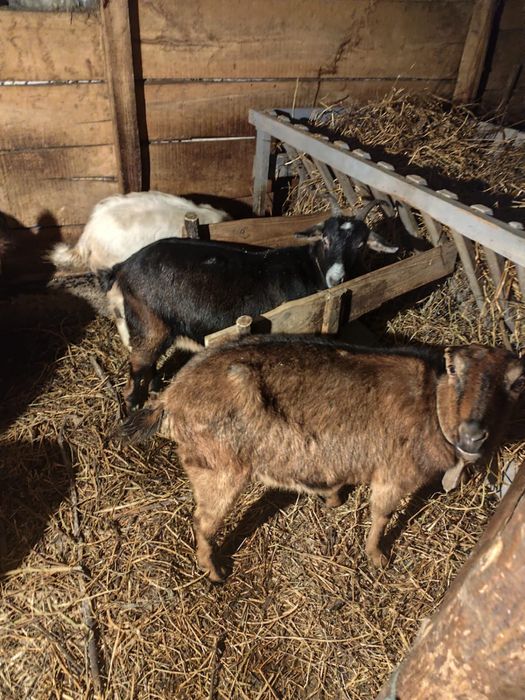 Vad capre (alpine )!