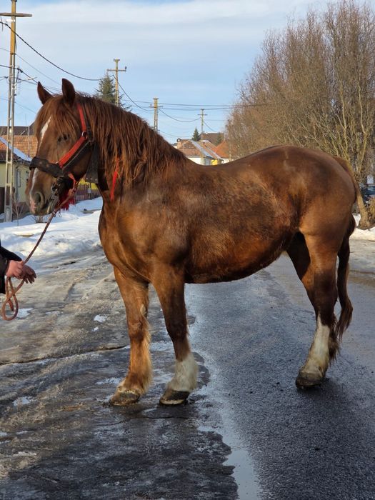 Vând iapă de 7 ani