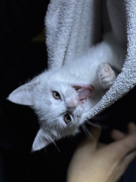 котёнок(мальчик)