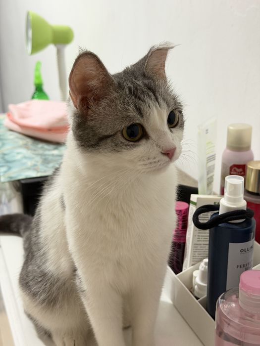 Отдаем Кошку