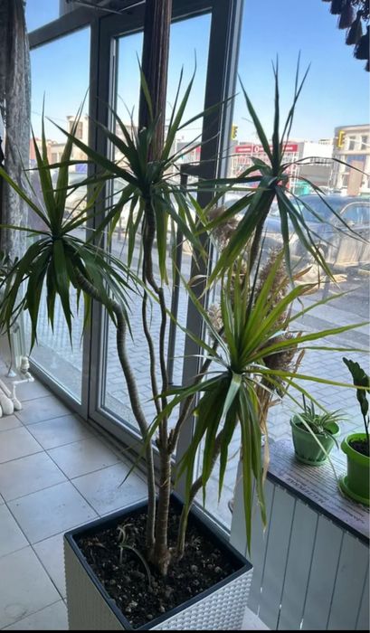 Продам драцену в кашпо