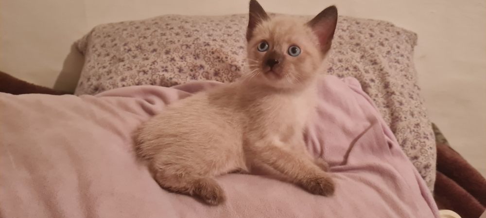 Срочно Отдам котёнка