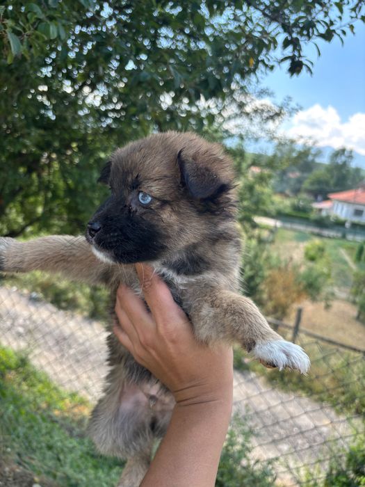 Подарявам кученца