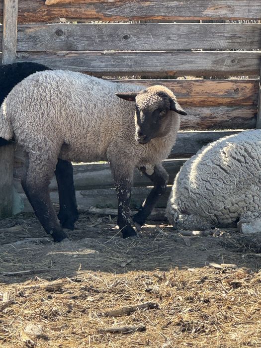 Vand oi tigai tinere