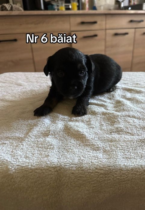 Căței bisoni  2 luni