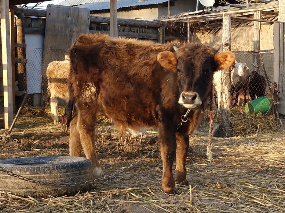 Бычок и две телочки