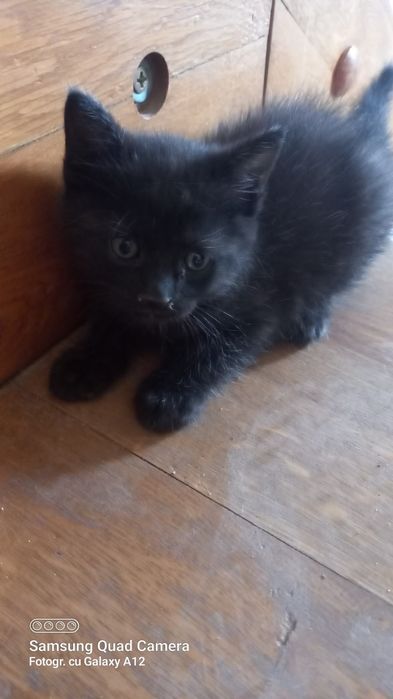 Motaneii 6 săptămâni