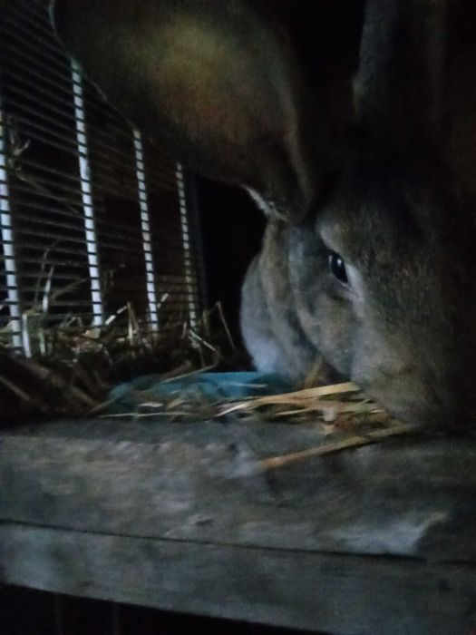 Vând iepuri uriaș de Transilvania