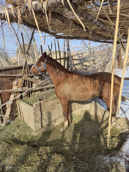 Айғыр жылқы мінгі