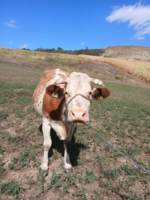 Vând vaca de 7 ani