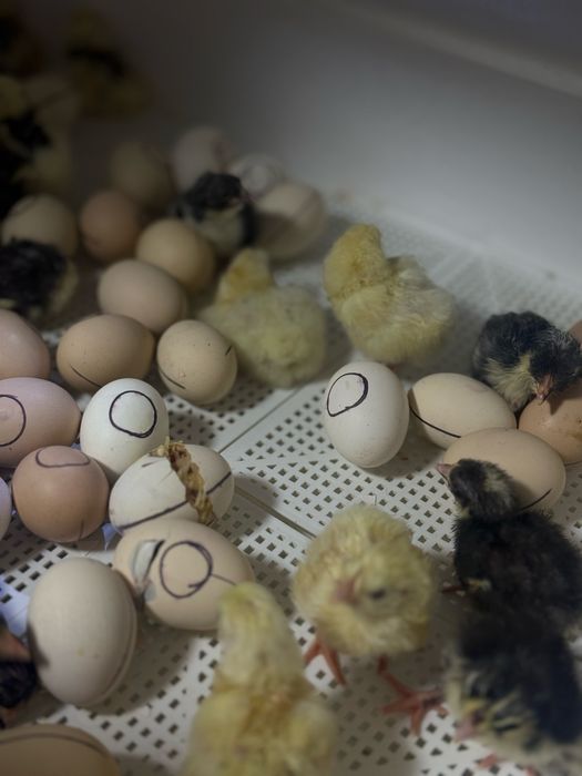 Цыплята Адлер и Пушкин