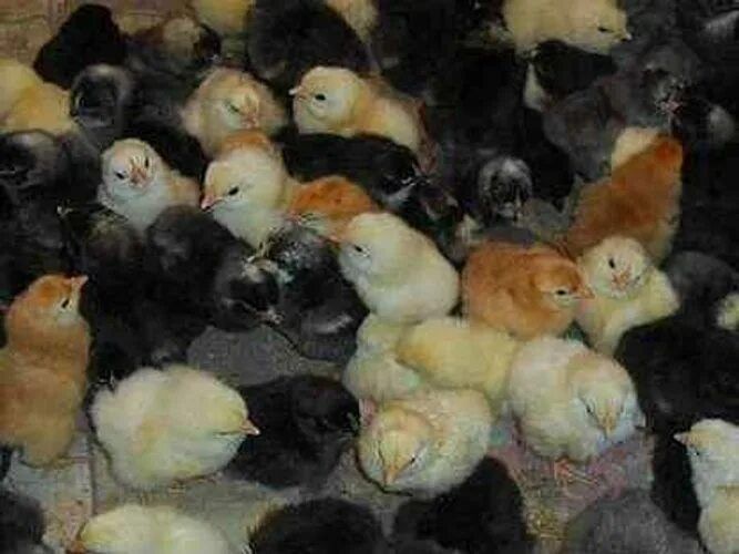 Продам  домашних цыплят