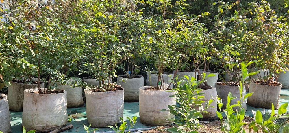 Голубика садовая