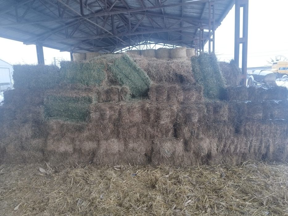 Vând baloți de lucernă mici, calitate garantata