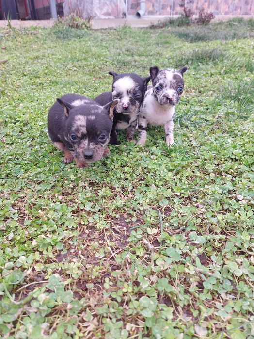 Пинчер уникат...