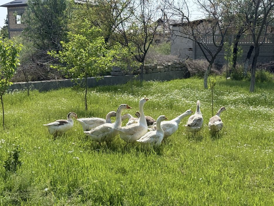Goz va gozning bolasi va tuxumi