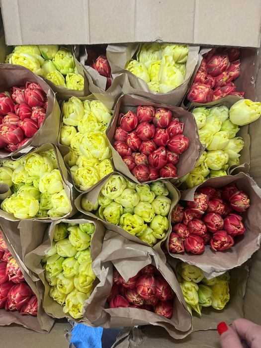 Тюльпаны оптом Астана