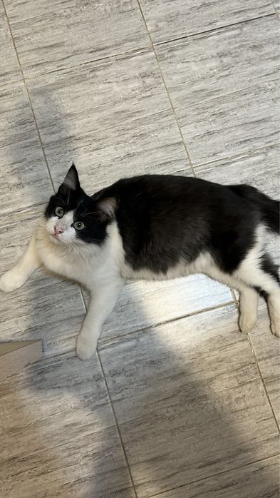 Отдам даром котика в добрые рукт