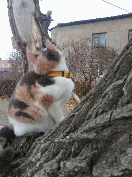 Ласковая кошка ищет новый дом