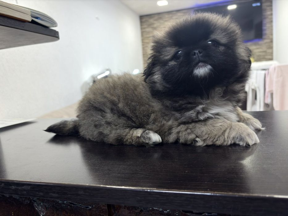 Мъжко пекинезче родено 3.12.2025