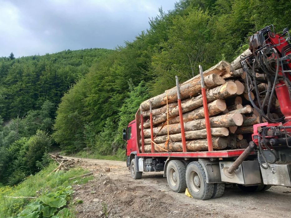Lemn foc fag buștean fară putregai