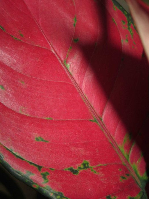 Мыльница Canon IXUS 255HS