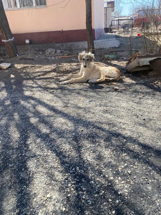 Чистый Казахский Тазы