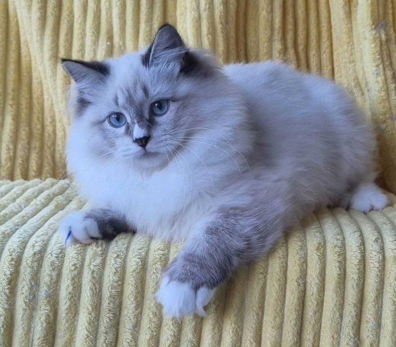 Сибирска-невска маскардна