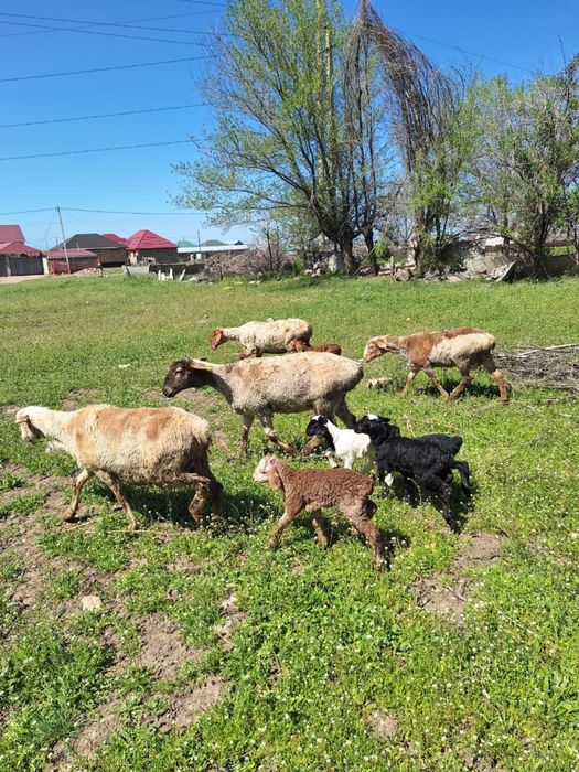 Продам баран маток с ягнатами