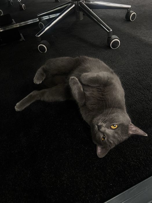 Котенок в добрые руки