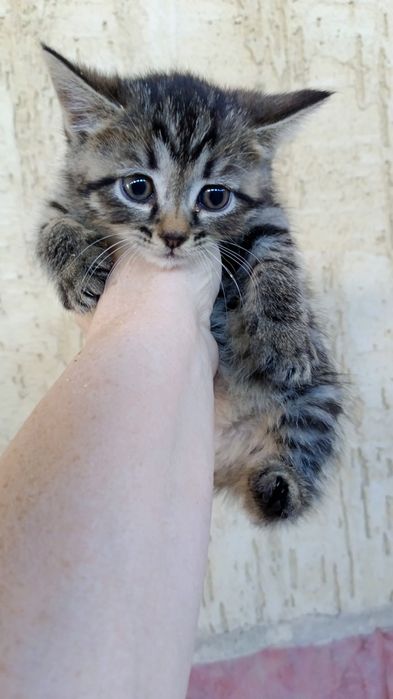 Котята крысоловы