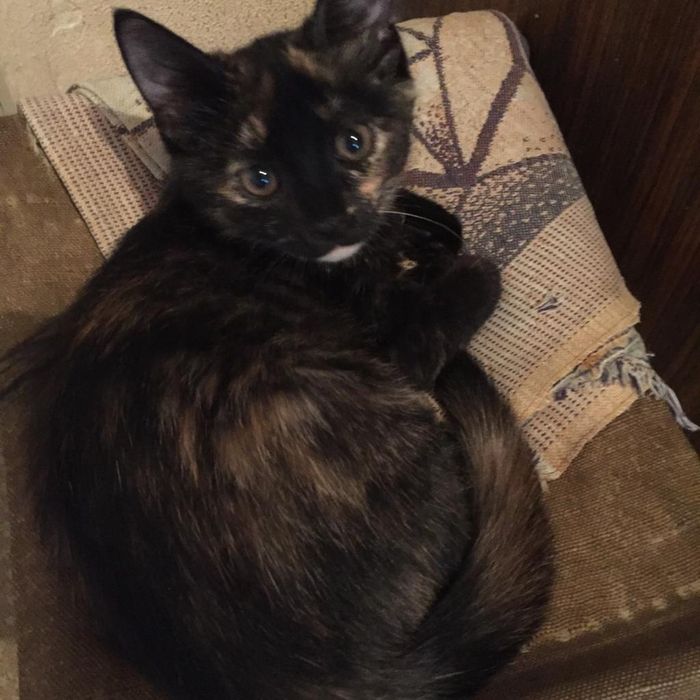 Котята мышеловки в добрые руки даром