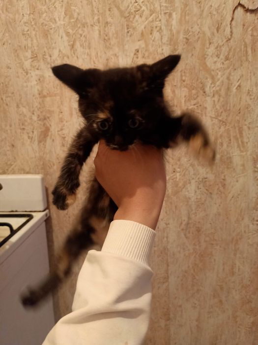 Кошка бесплатно.