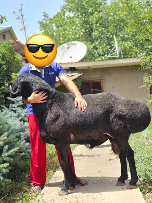 hisori qochqor zot uchun