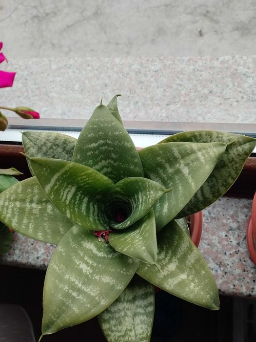 Налични жълти сансевиери, moonshine, cilindrica, Black moon, алое