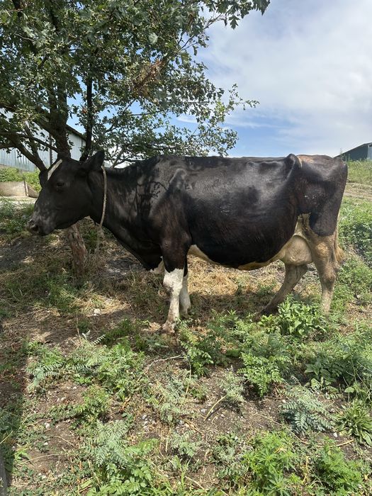 Продам коровы срочно