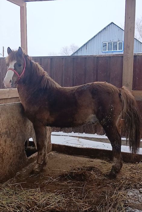 Продам лошадь 2,5года